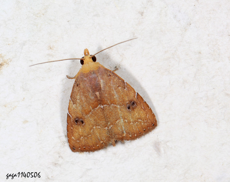 ȴn Rivula bioculalis 