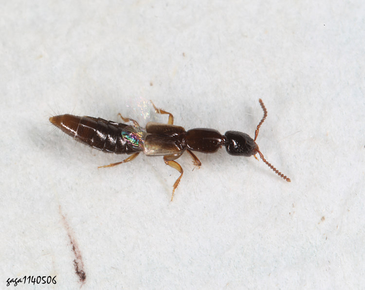 r Scopaeus  sp.