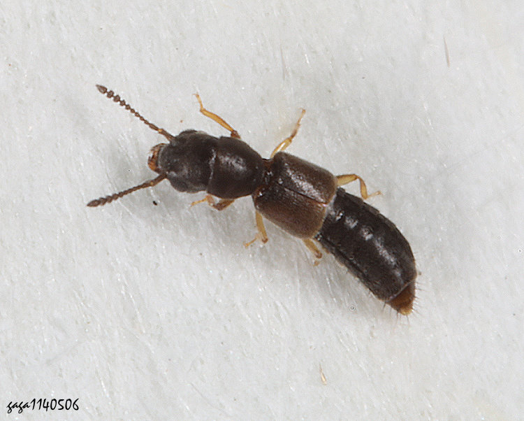  Carpelimus  sp.