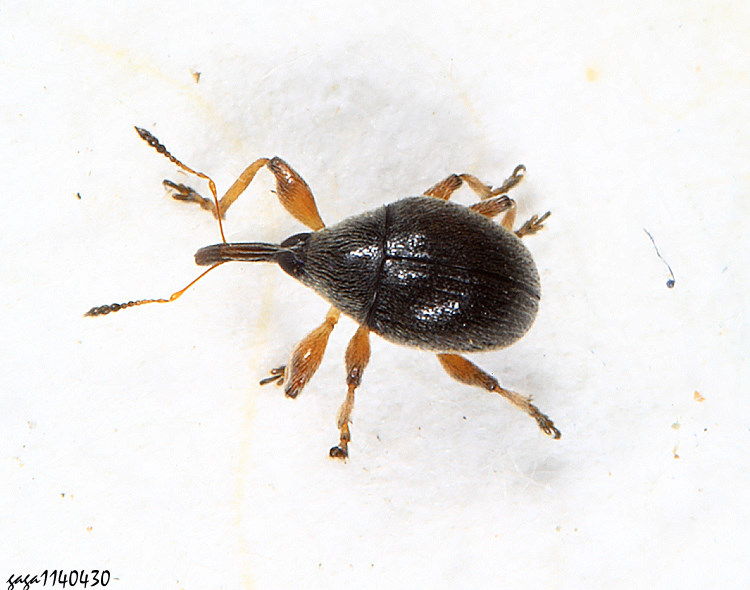ywLHά Nanophyidae 