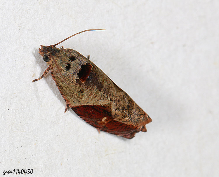 p Sorolopha sp.