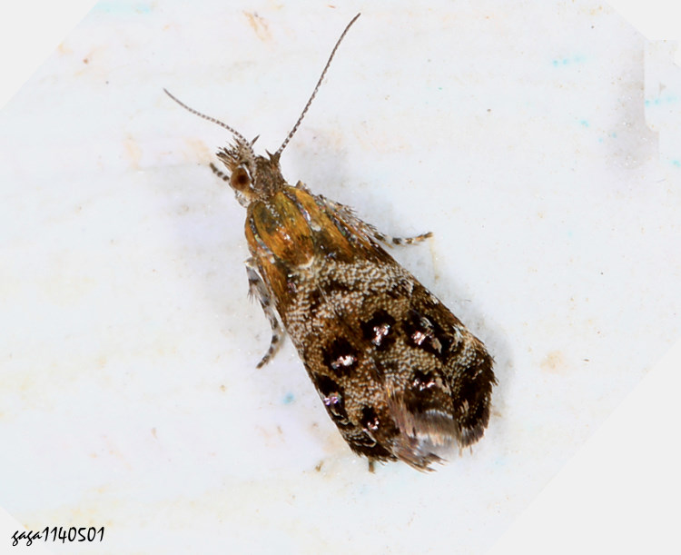 偽捲蛾 Tebenna sp. 近似Tebenna gnaphaliella