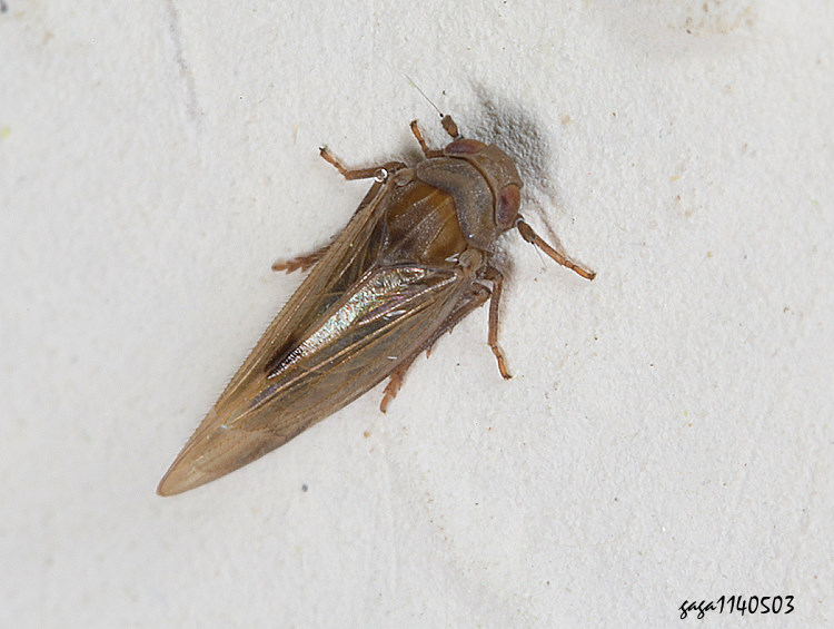 短頭飛蝨 Epeurysa nawaii 