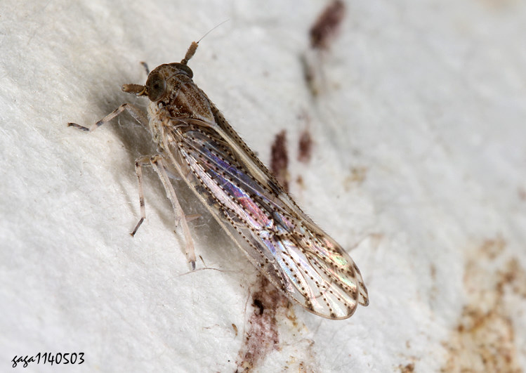 稻蝨科Delphacidae 