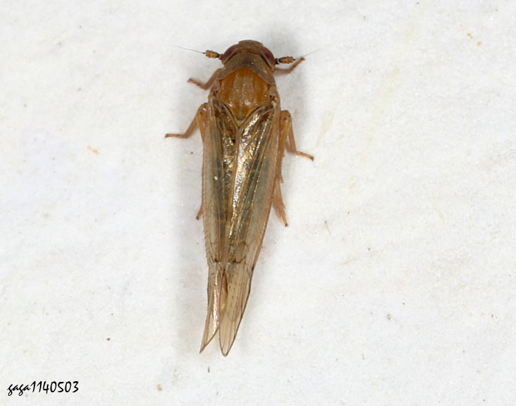 Pareuidella avicephaliforma