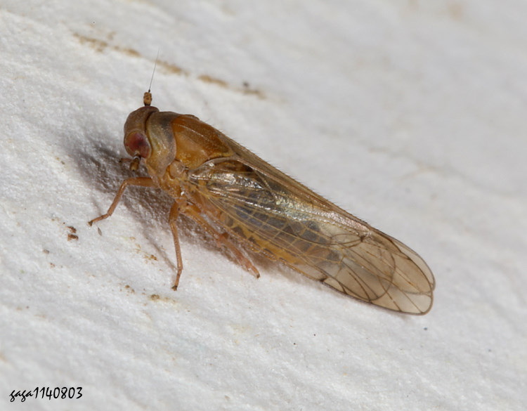 Pareuidella avicephaliforma