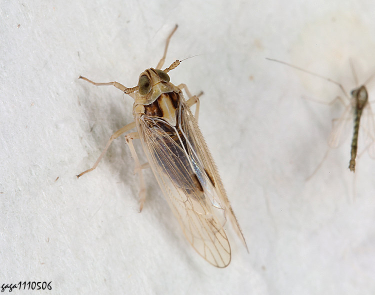 խI Sogatella furcifera 
