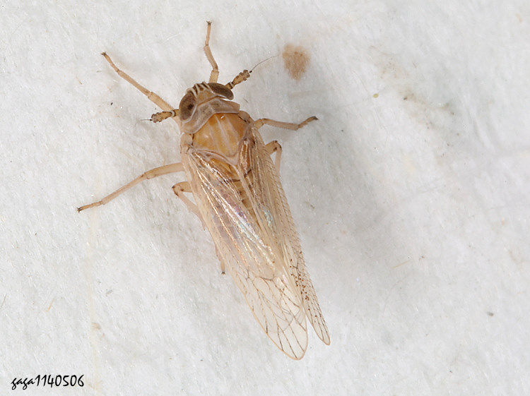 稻蝨科Delphacidae