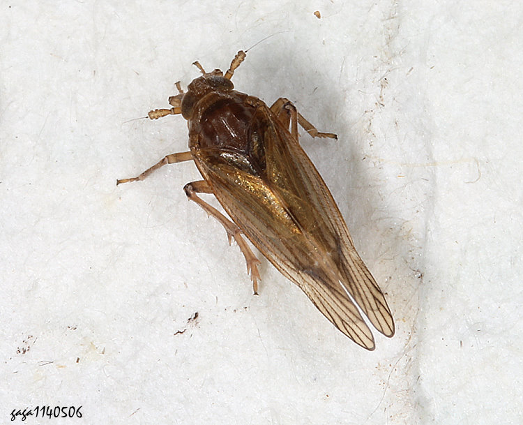 褐飛蝨 Nilaparvata lugens
