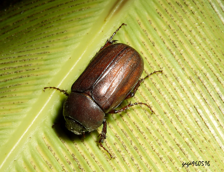 蓬萊姬黑金龜 Sophrops formosana