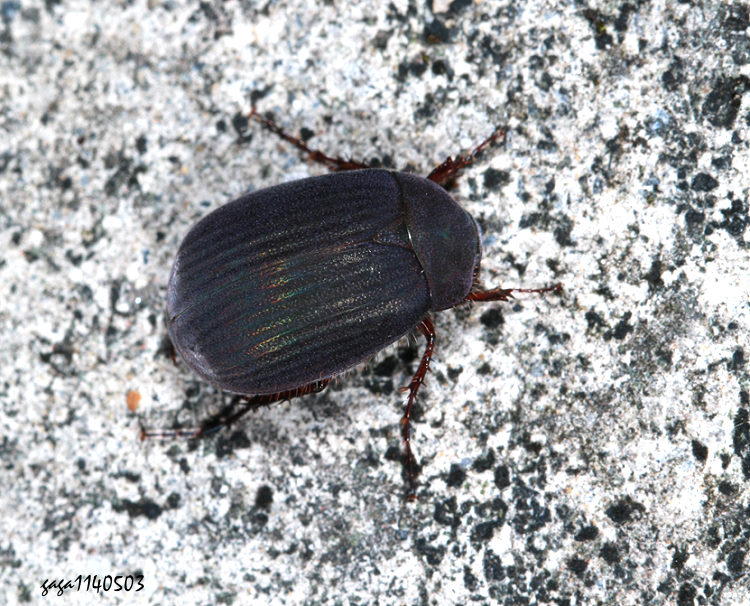 t Maladera  sp.