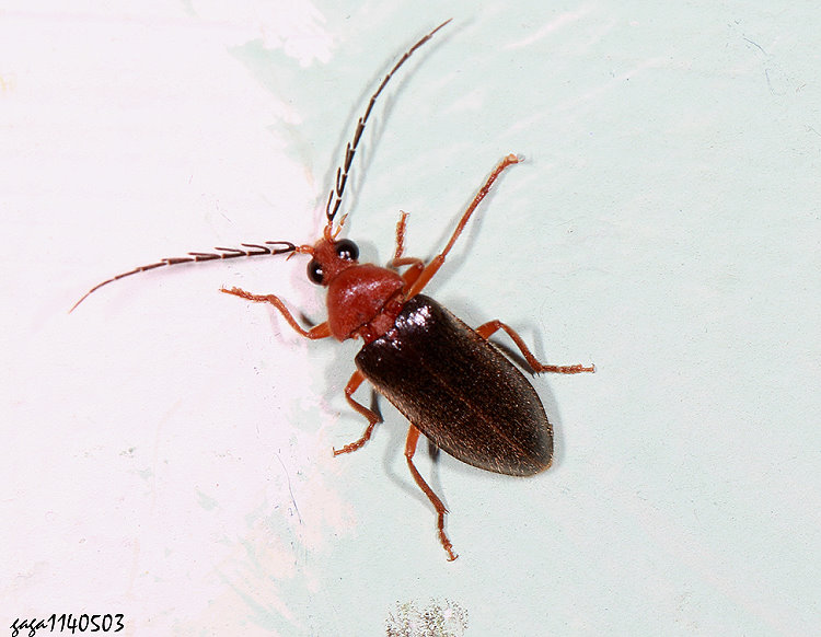 D Ptilodactyla  sp. 