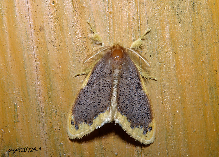 tr Euproctis scintillans