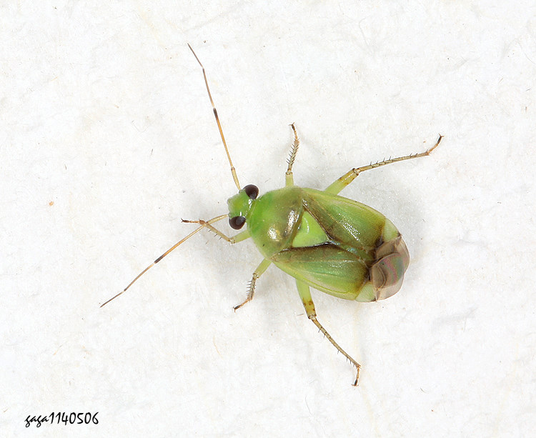 臺灣后麗盲椿 Apolygus  kosempoensis