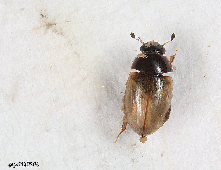 Cercyon nigriceps