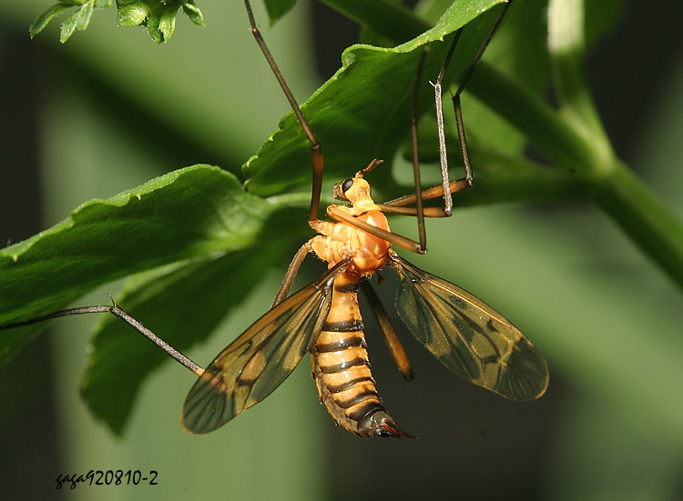 xFͤjA  Pselliophora  scalator  