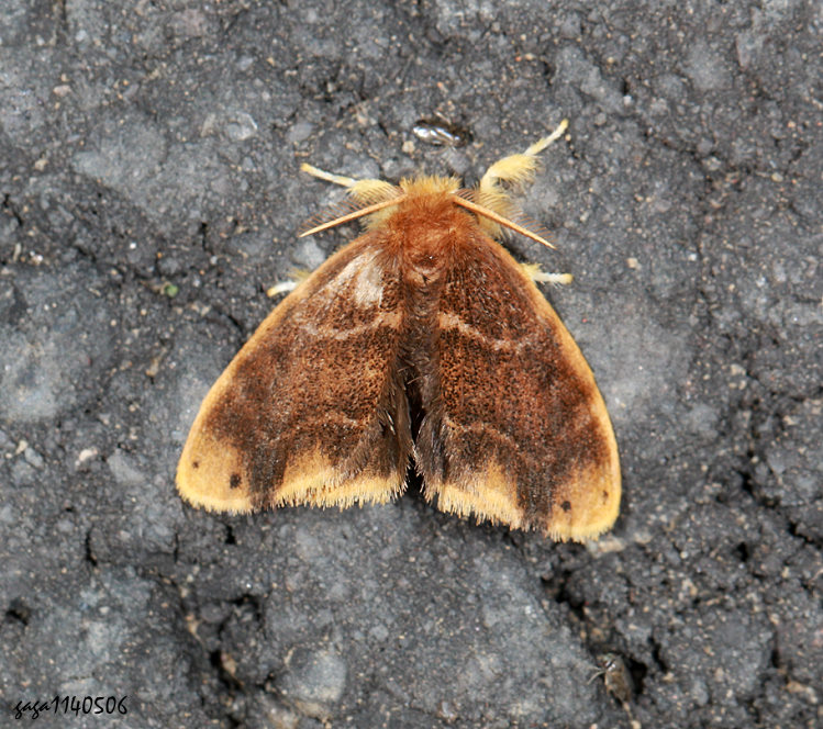 r Arna pseudoconspersa