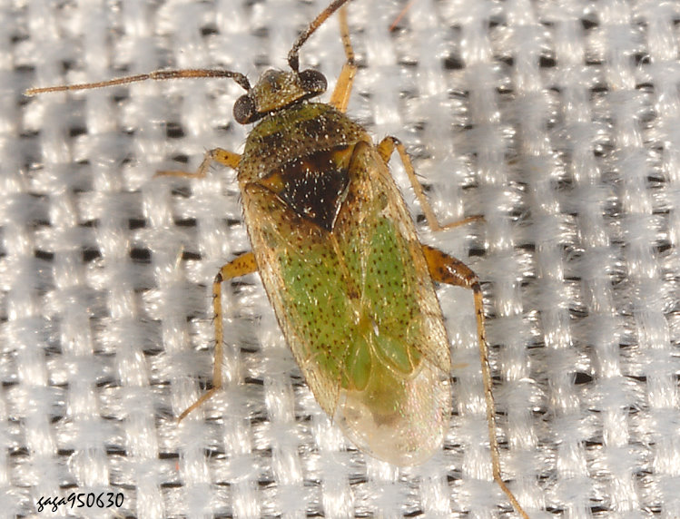 Moissonia punctata 