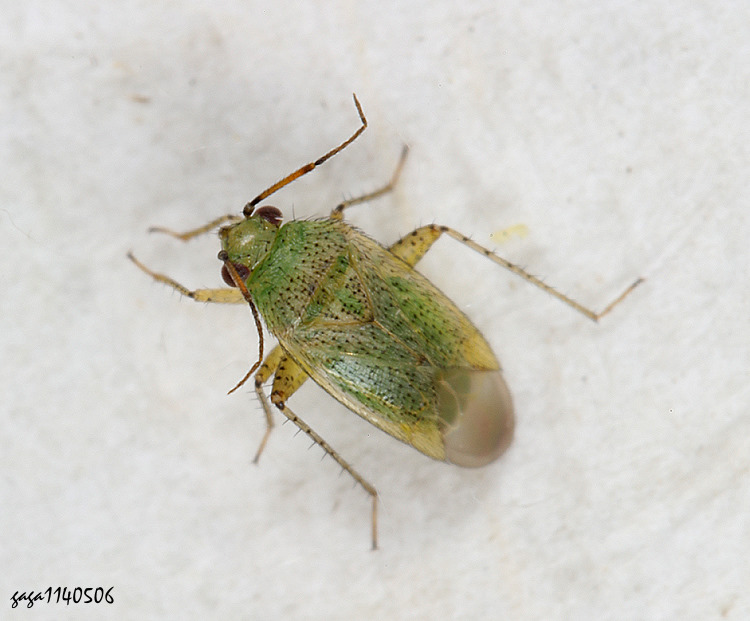  Moissonia punctata