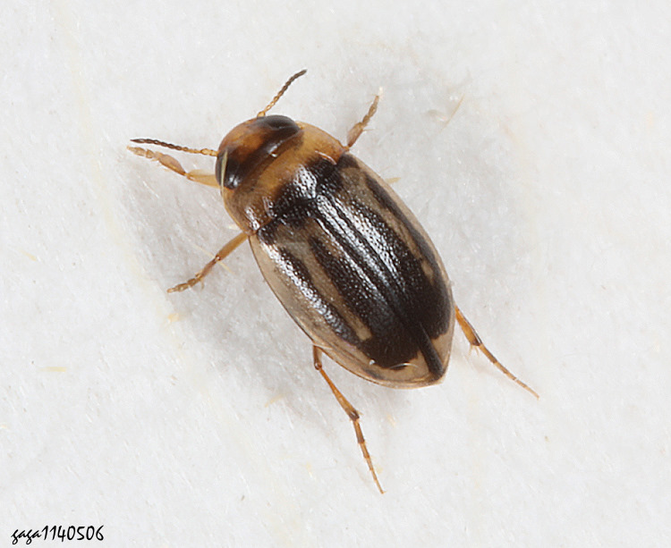 ah`s Hydroglyphus amamiensis