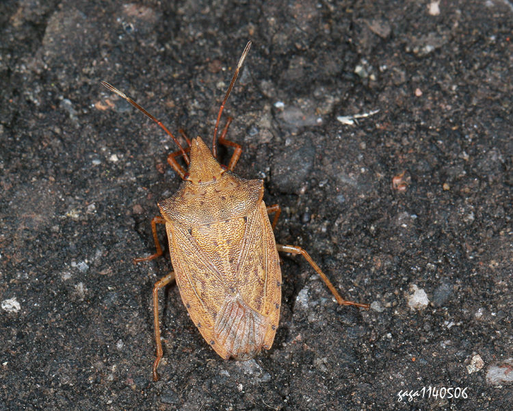  Brachymna tenuis 