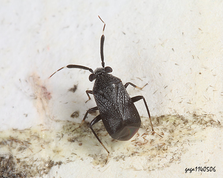 宮本粗角盲椿  Druthmarus miyamotoi
