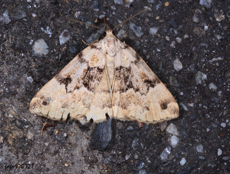 毛足裳蛾亞科 Herminiinae