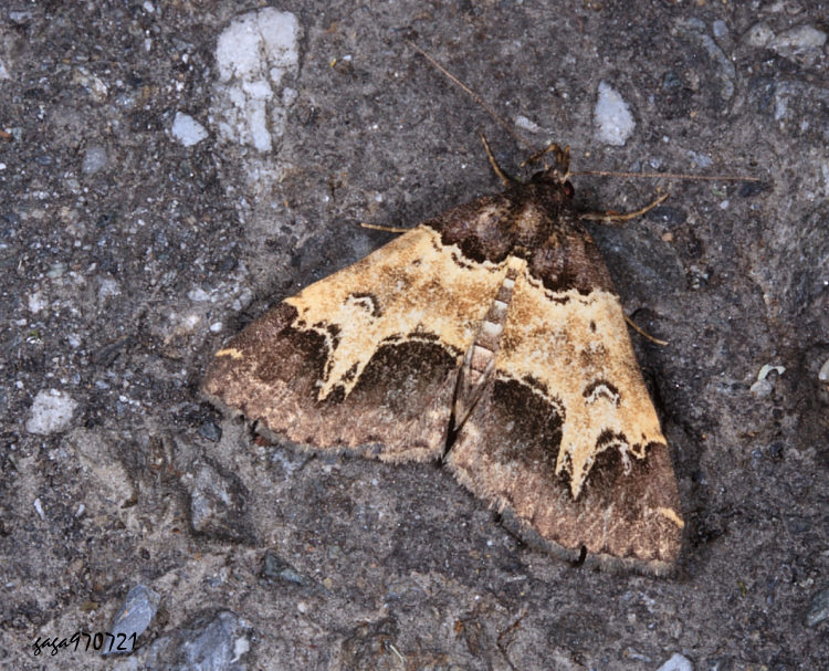 陷紋擬胸鬚裳蛾 Bertula incisa
