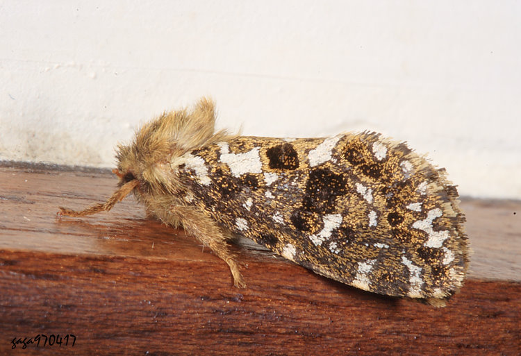 蝠蛾屬 Hepialiscus sp.