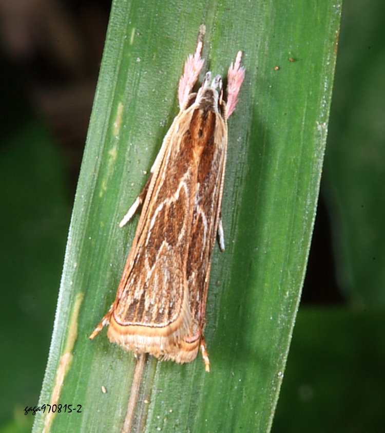 츿 Epichostis  sp.