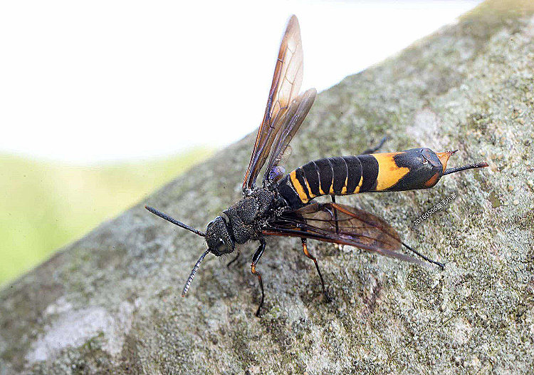 󨬾 Tremex sp.