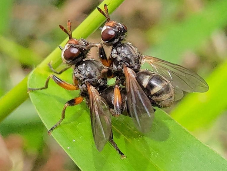 微蜂短腹眼蠅屬 Thecophora sp.