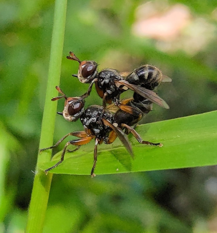 生囊眼蠅屬 Thecophora sp.