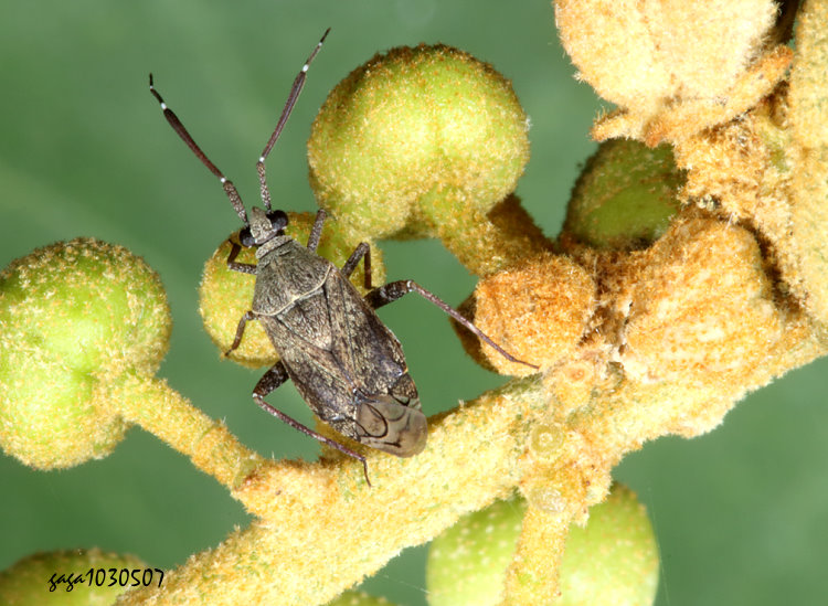 灰黃厚盲椿 Eurystylus sauteri