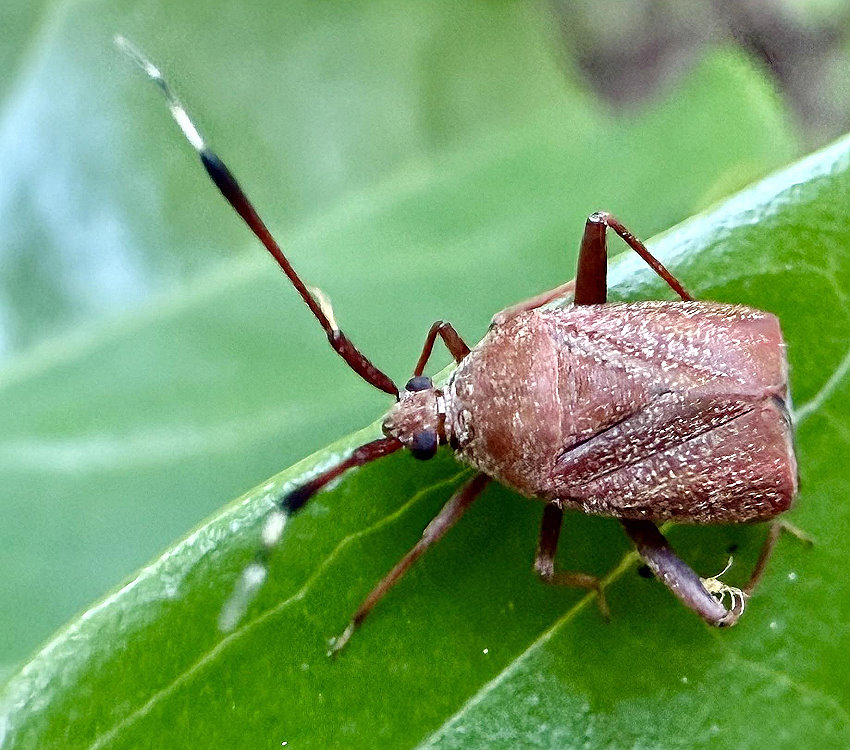 厚盲椿屬 Eurystylus sp.