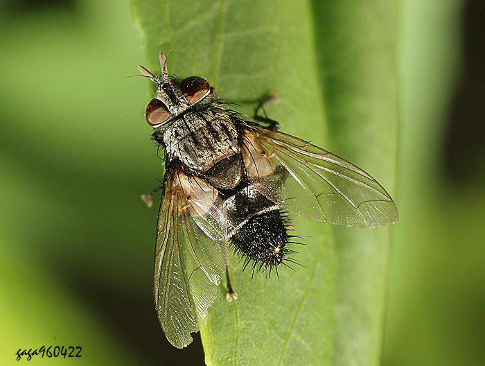追寄蠅屬 Exorista  sp.