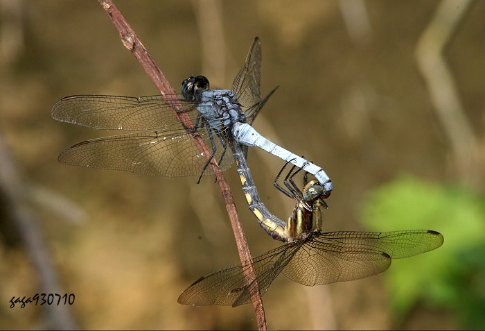 f  Orthetrum glaucum 