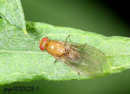 G Drosophila  sp.
