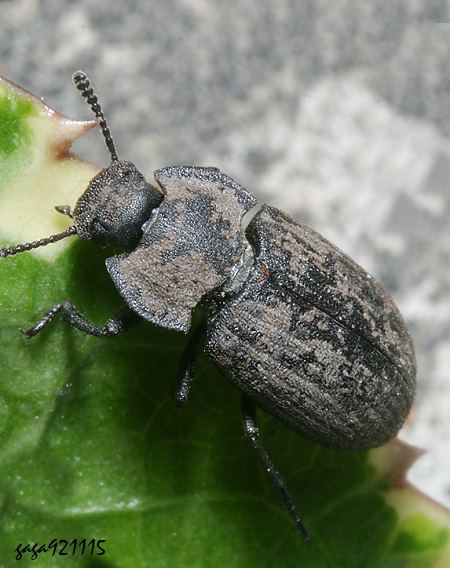 Gonocephalum coriaceum