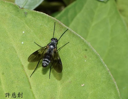 Atherix sp.