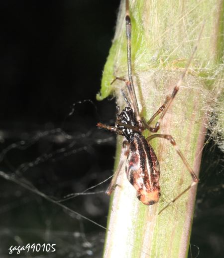 Argyrodes kumadai