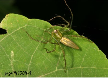 ߵ Oxyopes   sp