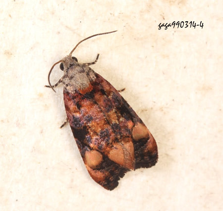 Eudemopsis sp. 