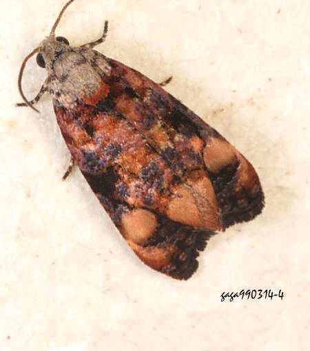 pȬ Eudemopsis sp. 