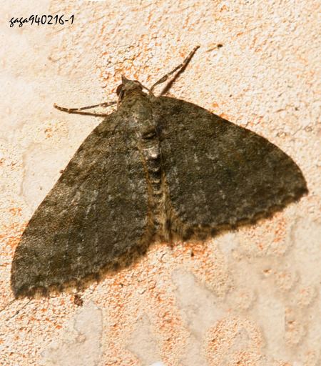 Atopophysa candidula 