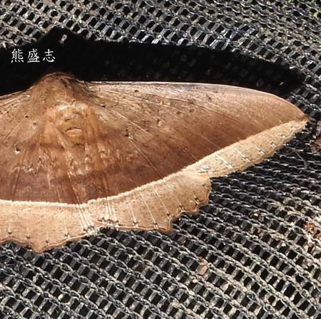 Hulodes caranea