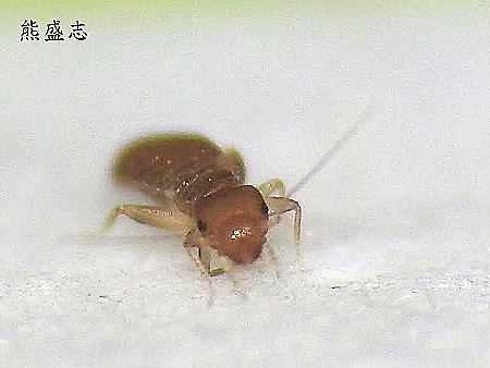 ѽ Liposcelis sp. 