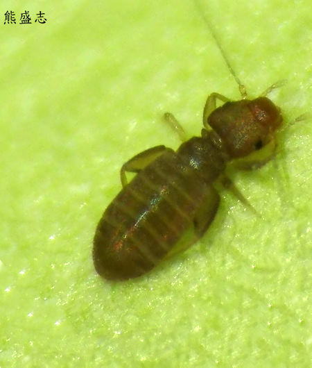 Liposcelis bostrychophila