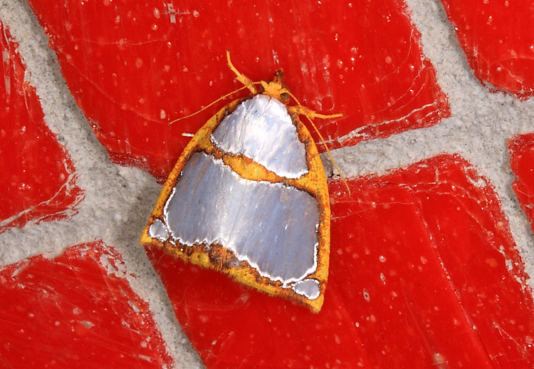 斑表瘤蛾 Titulcia confictella