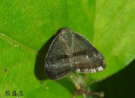 Ricania taeniata  
